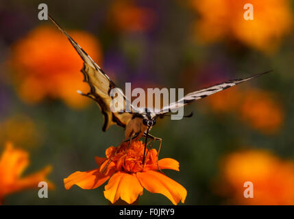 Nahaufnahme von Schwalbenschwanz Schmetterling sitzt auf Ringelblumeblume Stockfoto