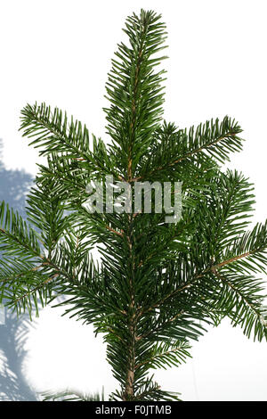 Nordmanntanne, Abies, Nordmanniana, Stockfoto