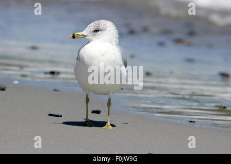 Ein Ring in Rechnung gestellt Möwe (Larus Delawarensis) stehen an einem Strand in Maine Stockfoto