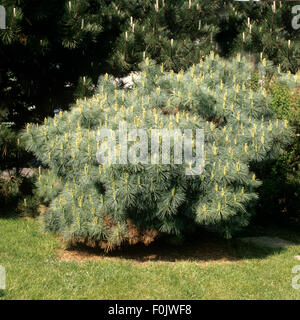 Weymouth-Kiefer, Pinus strobus Stockfoto