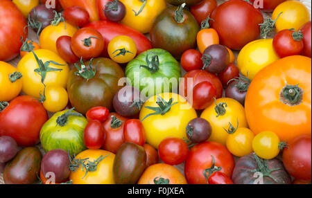 Solanum Lycopersicum. Erbstück Tomatensorten Stockfoto