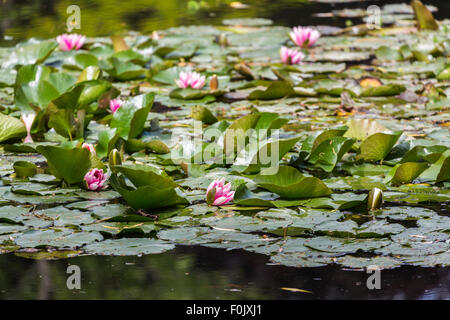 Rosa Seerosen in der beliebten Wassergarten Seerosenteich in Giverny, der Garten des impressionistischen Malers Claude Monet, Normandie, Nordfrankreich Stockfoto