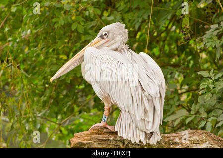 Rosa-backed Pelikan Pelecanus saniert stehend auf einem Baumstamm Stockfoto