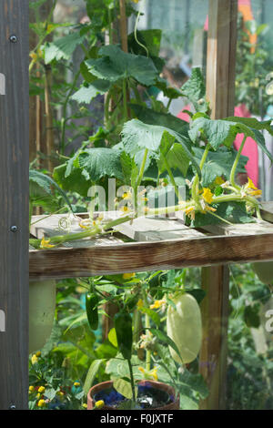 Cucumis Sativus. Gurke "langen, weißen" Obst am Rebstock in einem Gewächshaus bei RHS Wisley Gardens. Surrey, England Stockfoto