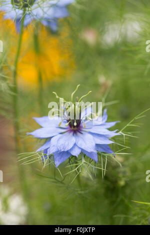 Nigella Damascena. Liebe in einem Nebel Blume Stockfoto