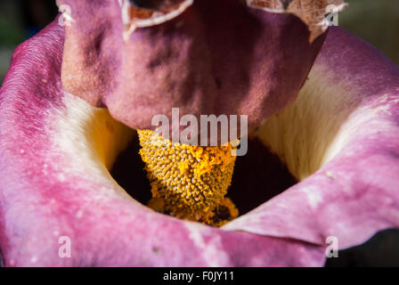 Details der Elefanten Fuß Yam Blütenstand. Stockfoto