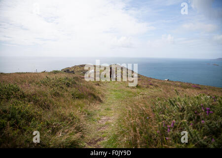 Wilde Ponys grasen auf einer Klippe, Meer Seite, am Penarfynydd, Rhiw, Küste, Meer und Ynys Enlli / Bardsey Island im Hintergrund Stockfoto