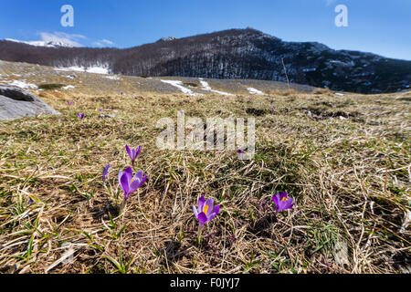 Velebit Bergflora. Blumen, die im Nationalpark Paklenica, Kroatien finden. Stockfoto