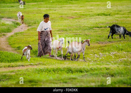 Eine Seniorin, die Ziegen auf einem Grasland in der Nähe des internationalen Flughafens Soekarno-Hatta Jakarta in Banten, Indonesien hütet. Stockfoto