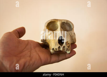 Der Schädel eines Nachwuchses von Sulawesi-Makaken (Macaca nigra), der im Wald zu finden ist, wird im Dorf Batuputih, North Sulawesi, Indonesien, fotografiert. Stockfoto