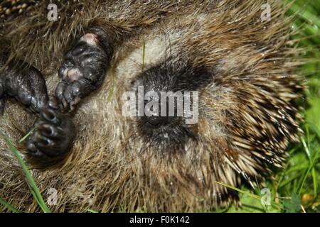 Detail des schlafenden Igel auf der Rückseite im Rasen Stockfoto