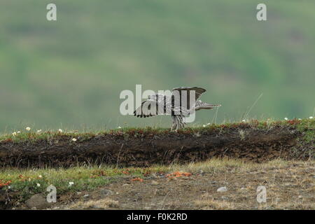 junge Gerfalke Gerfalcon Island Stockfoto