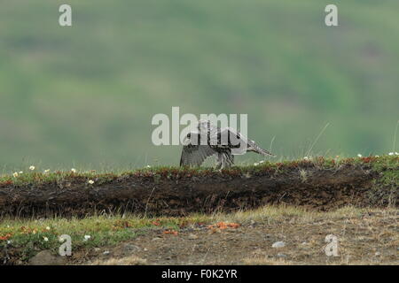 junge Gerfalke Gerfalcon Island Stockfoto