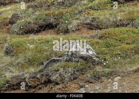 junge Gerfalke Gerfalcon Island Stockfoto