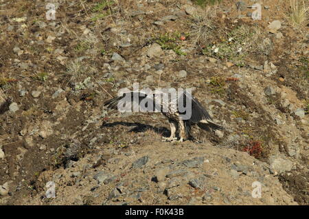 junge Gerfalke Gerfalcon Island Stockfoto