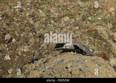 junge Gerfalke Gerfalcon Island Stockfoto