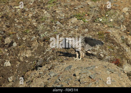 junge Gerfalke Gerfalcon Island Stockfoto