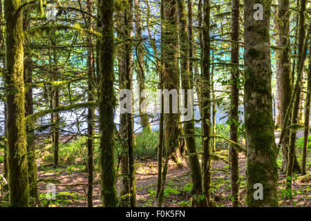 Das blau-grüne Wasser des Lake Crescent gesehen durch den Regenwald in Olympic Nationalpark, Washington Stockfoto