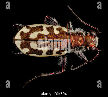 Tiger, östlichen Hals Nwr zurück 2015-05-26-05.58.48 ZS PMax Stockfoto