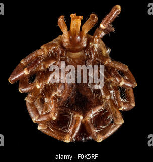 Eine Lone Star Tick (Amblyomma americanum) wird aus einer ventralen Ansicht in Hot Springs Village, Arkansas, fotografiert. Diese Art ist bekannt für ihre Rolle bei der Übertragung von Krankheiten und ist Gegenstand von Studien zum Zeckenmanagement. Stockfoto