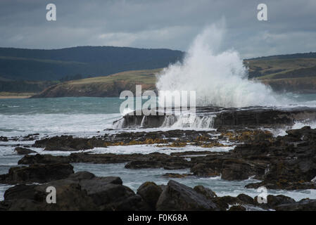 Wellen am Curio Bay Landzunge, Südinsel, Neuseeland. Stockfoto