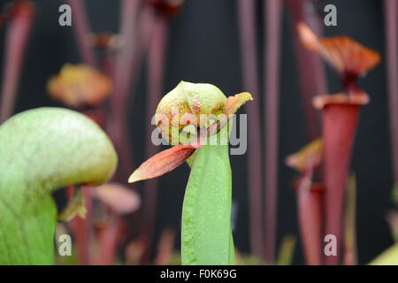 Darlingtonia Californica oder California Kannenpflanze, Kobra Lilie oder Cobra Pflanzen fleischfressende Pflanze Stockfoto