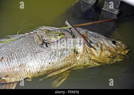 Frosch auf einen Toten Karpfen Kadaver schwimmen in Süßwasser-See ruht. Stockfoto