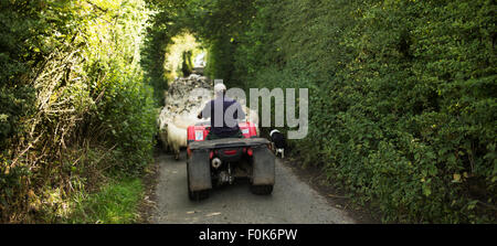 Bauer auf Quad-Bike beweglichen Schafe auf der Straße nach Weide, Bowland, Lancashire, UK. Stockfoto