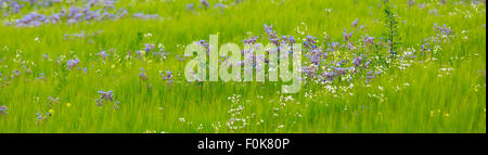 Panoramabild eines blauen Borretsch-Blüten in Kidderminster, Bewdley, UK Stockfoto