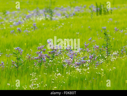 Eine blaue Borretsch Blumenfeld in Kidderminster, Bewdley, UK Stockfoto