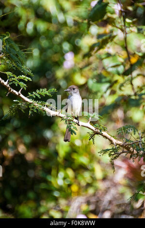 Vertikale Ansicht von einer in grau Kingbird am Topes de Collantes Nationalpark in Kuba. Stockfoto