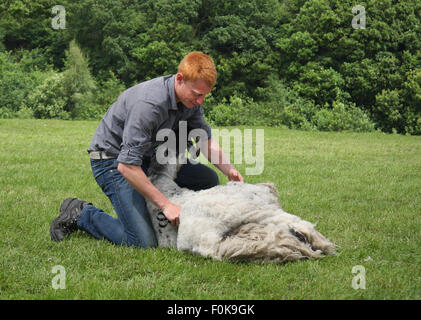 Phillip Mellin, Ade Edmonson "The Dales" Ruhm, Scheren ein Schaf in der Bury Agricultural Show. Stockfoto