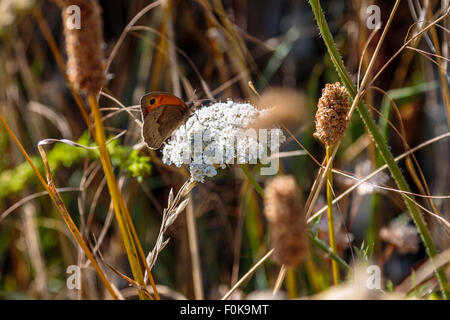 Ein Schmetterling auf Heideland in Pentire, North Cornwall, England Stockfoto