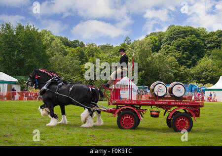 Thwaites Pferdekutsche Bier Blockwagen auf der Bury Agricultural Show in Lancashire, England, UK. Stockfoto