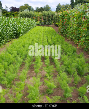 Reihen von Karotten wachsen neben Runner Bean "Tenderstar" mit ihren weißen und orangefarbenen Blüten, fotografiert im August. Stockfoto