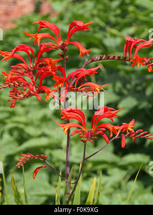 Crocosmia Lucifer in voller Blüte im August. Stockfoto