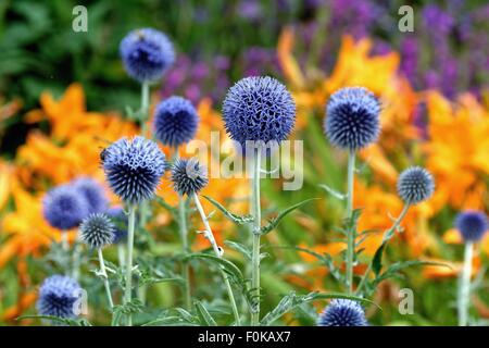 Nahaufnahme von Echinops im Garten Blumenbeet Stockfoto