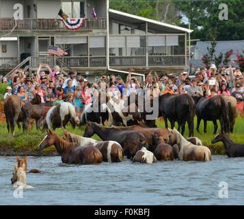 Wildponys an Land kommen während der 90. jährliche Pony Schwimmen von Assateague Insel an Ostküste Virginias 29. Juli 2015 in Chincoteague, Virginia. Stockfoto