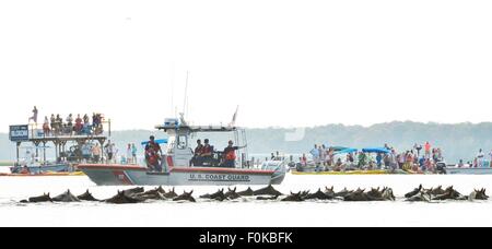 Wildpferde schwimmen über den Kanal während der 90. jährliche Pony Schwimmen von Assateague Island an der Ostküste Virginias 29. Juli 2015 in Chincoteague, Virginia. Stockfoto
