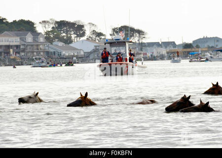 Wildpferde schwimmen über den Kanal während der 90. jährliche Pony Schwimmen von Assateague Island an der Ostküste Virginias 29. Juli 2015 in Chincoteague, Virginia. Stockfoto