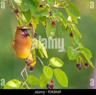 Vögel, Erwachsene Zeder Seidenschwanz fressen auf Berry Speierling, Idaho, USA Stockfoto