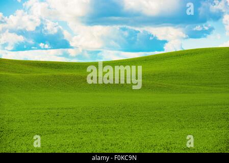 Schöne Sommer-Landschaft. Sommer grün Feld Landschaft. Stockfoto