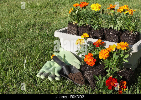 Bunte Blumen gepflanzt werden Stockfoto
