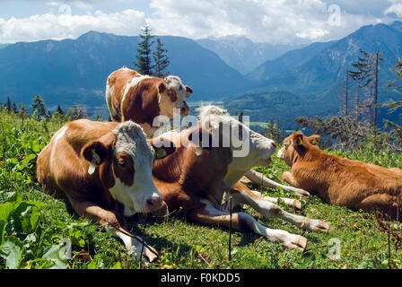 Kühe in den Alpen-Österreich-Europa Stockfoto