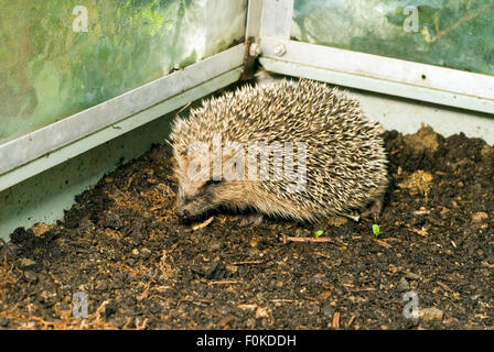 Kleiner Igel (Erinaceus Europaeus) in einem Gewächshaus Stockfoto