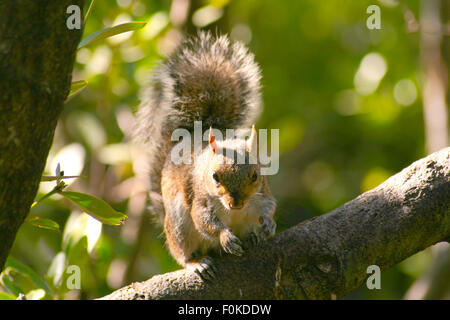 Niedrigen Winkel Blick auf ein Eichhörnchen (Sciurus Carolinensis) auf einem Baum, Key Largo, Florida Keys, Miami, Miami-Dade County, Florida, USA Stockfoto