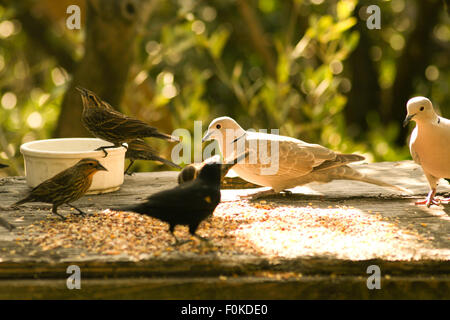 Taube mit anderen Vögel mit ihrer Mahlzeit, Key Largo, Florida Keys, Miami, Miami-Dade County, Florida, USA Stockfoto