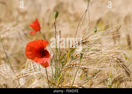 Klatschmohn (Papaver Rhoeas) im Bereich der Gerste (Hordeum Vulgare) Stockfoto