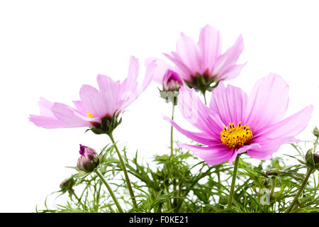 Mexikanische Aster, Cosmos Bipinnatus, Blüten Stockfoto