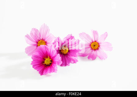 Mexikanische Aster, Cosmos Bipinnatus, Blüten Stockfoto